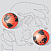 Illustrations